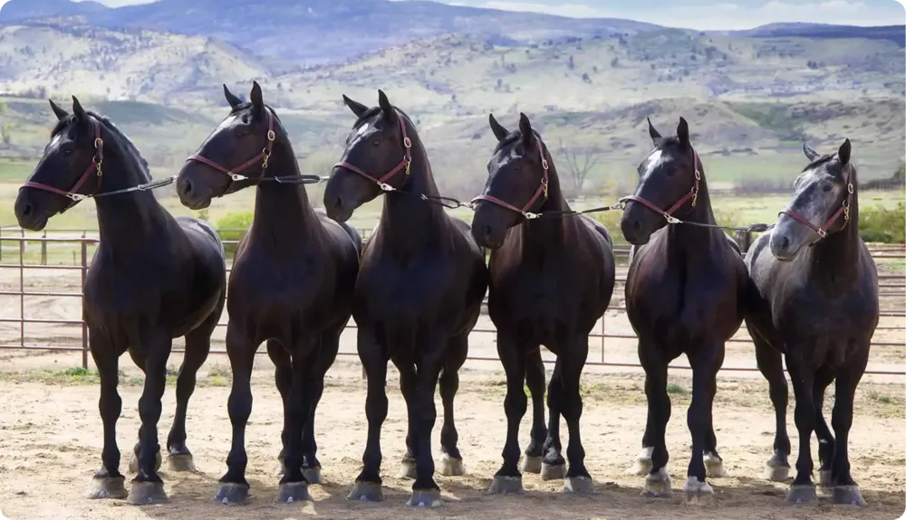 CCP Percherons hitch team at Meadowlark Ranch