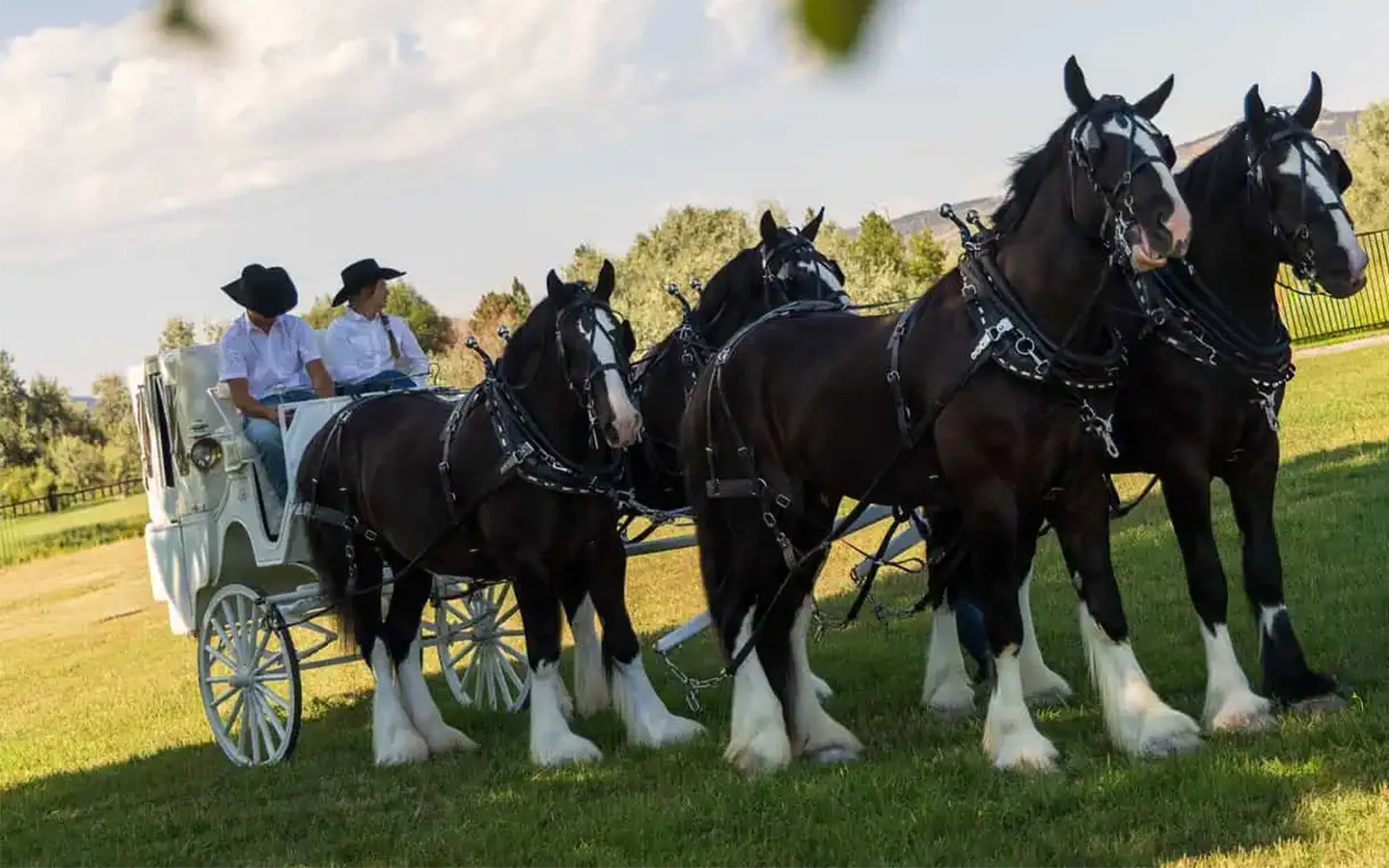Horses in field