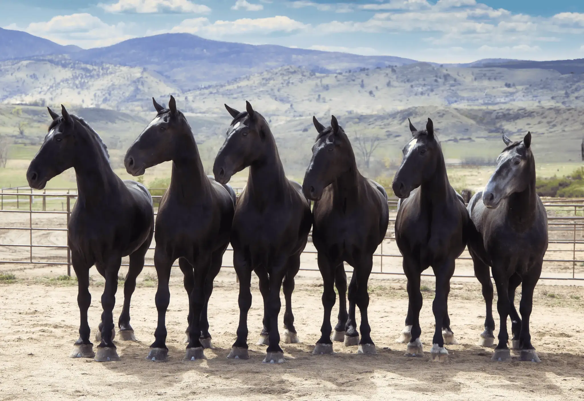 Six black horses